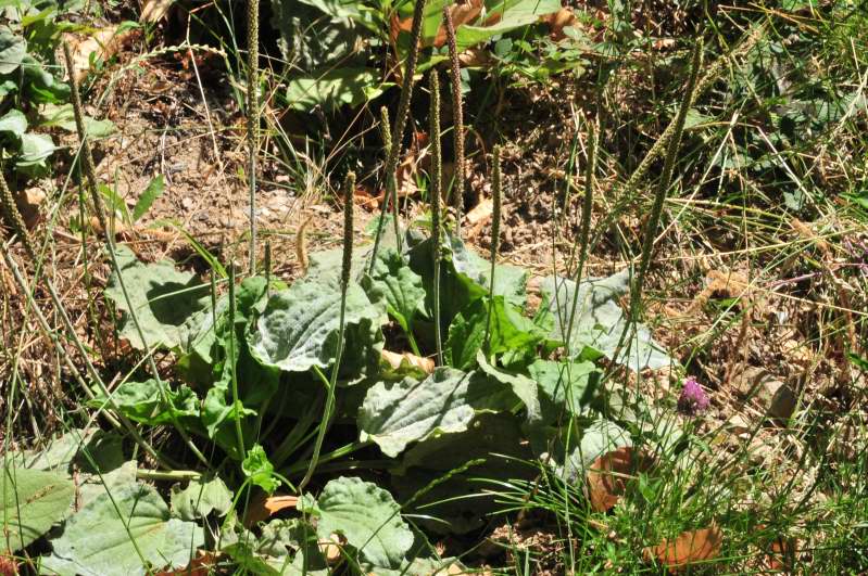 Plantago major / Piantaggine maggiore